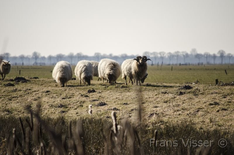 Langs de Tjonger 17-3-2016-08.jpg